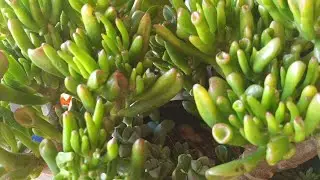 جولة من جولاتي💥 والروتين اليومي💥مع نباتاتي وطريقتي💯في الإكثار من اي نوع من العصاريات🌵☘️🌹🌿🌾