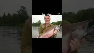 Рыбалка сима! Cherry salmon fishing! #sergeyoutfitter