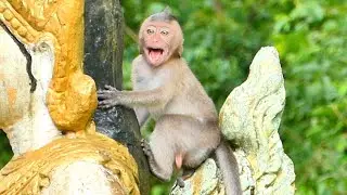Little Monkey Ramos stays alone and cries loudly Mama Monkey RANY comes to take care and comfort him