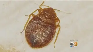Many Long Beach Residents Are Restless Over Bed Bug Infestation