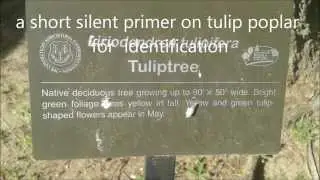 a short silent primer on tulip poplar for identification