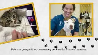 Pets go without needed vet care in Northern Nevada - donate now to help Options Veterinary Care