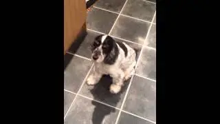 Dancing Paws!