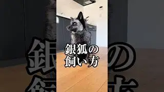 狐の飼い方