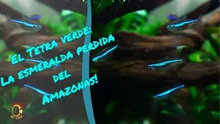 El Tetra Neón Verde