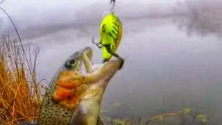 Squarebill Dominates the Day ! ( Trout - Fishing )