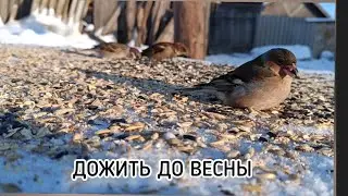 ПОКОРМИТЕ ПТИЦ ЗИМОЙ !!! 🐦‍⬛