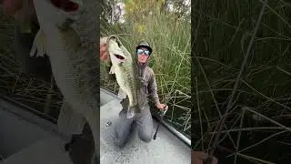Yamamoto baits 7.5