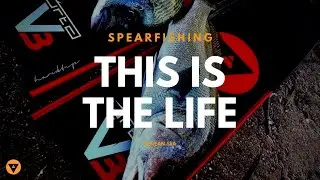 Alchemy Spearfishing | This Is The Life