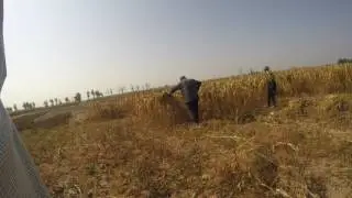 China Yuxian:  Farmer couple harvesting crop