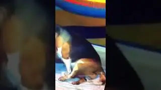 A friend of mines recording mother beagle giving birth to puppies