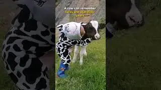 Surprising Cow Facts You Didn't Know #animalfacts #didyouknow #shorts  #funny #pets #cow #shorts