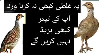 teetar breed nahi krty