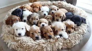 Happy Puppies Jump, Run, Bark, and Play All Day Long.