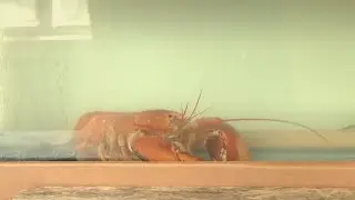 1 in 30 million rare lobster rescued from restaurant tank