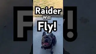 I believe I can Fly #bulldog #jump #trending #frenchbulldog