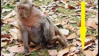 WOW ! Smart baby Timo hungry start new style down head lull mom for milk.