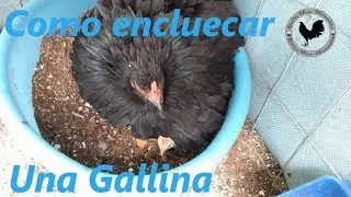 Como ENCLUECAR UNA GALLINA