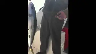 King fish by Ali Kubba