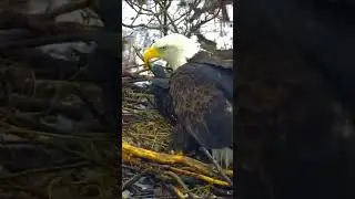 A Nesting Eagle's Watchful Eye