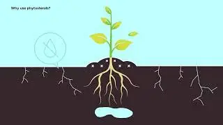 Understanding Elicit Plant&rsquo;s Phytosterol Technology for Water Stress Reduction
