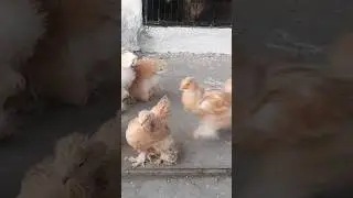 lemon x blue buff columbian brahma chicks #shorts #shortsfeed #shortvideo