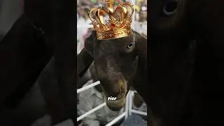 That ain't a standard looking goat 😐 #damascusgoat #animals #animalfacts #funnyanimals