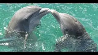 Manna (Life Force) - Dolphin Mammal Totem (Medicine)