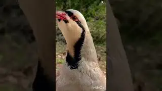 keklik sesi