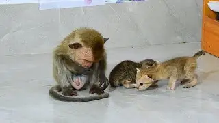 Little Luna the monkey is very smart, he told and guided the little cats