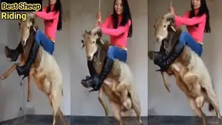 Best Sheep riding new video please subscrbe my channel #sheep #highlights #viralvideo #funny #rider