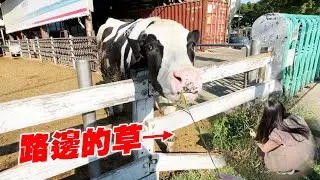 英雄神秘客EP28 - 直接拔路邊的草餵牛！