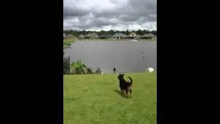 Merdog