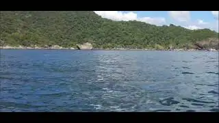 Dolphins sighting near Palolem beach, Goa #dolphin