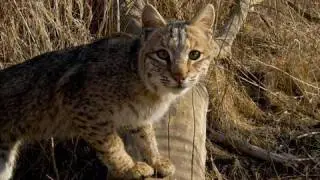 Wildlife Photography: To Catch a Predator (On Film)