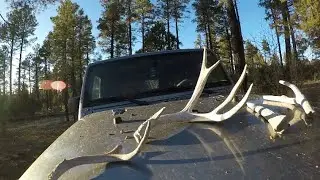 Stateside shed hunt 2022