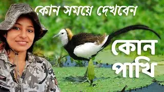 Birds in Different Season | How to Watch Birds | Birdwatching | Migratory Birds |