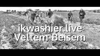 Belgische trekpaarden rooien aardappelen - ikwashier.live in Veltem-Beisem met Den Brabander