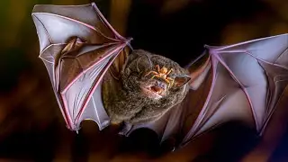 The Horrifying Life of Bats | Bat fly