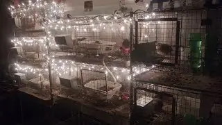 Quail! Winter Lighting System is in Place!