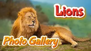 Lions Photo Gallery | Free HD Photos Collection | Yash Arts
