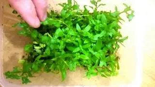 Стаурогин репенс  (Staurogyne repens)