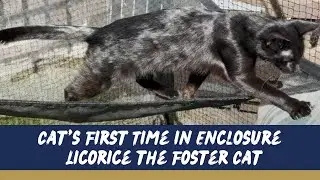 Cat's First Time in Enclosure - Catnets - Licorice the Foster Cat