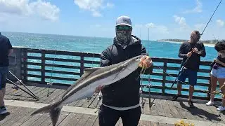 Lake worth pier cobia fishing