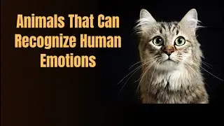 Animals That Can Recognize Human Emotions (Science Is Shocked)