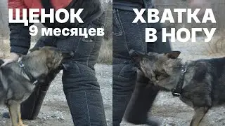 Щенок Немецкой Овчарки Скиф, 9 месяцев. Раздел 