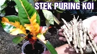 CARA STEK POHON PURING DENGAN MUDAH
