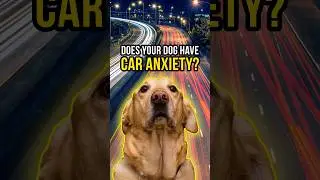 Does your dog have CAR ANXIETY? #dogtraining #dogtrainer #dogs #doganxiety