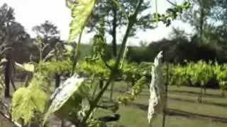 Annual Blessing of the Vines