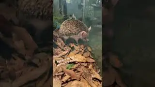 Have you ever heard of a bioactive enclosure? 🌿 #bioactive #hedgehog #zoo  #longearedhedgehog